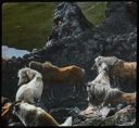 Image of Horses in Lava Crag Pen